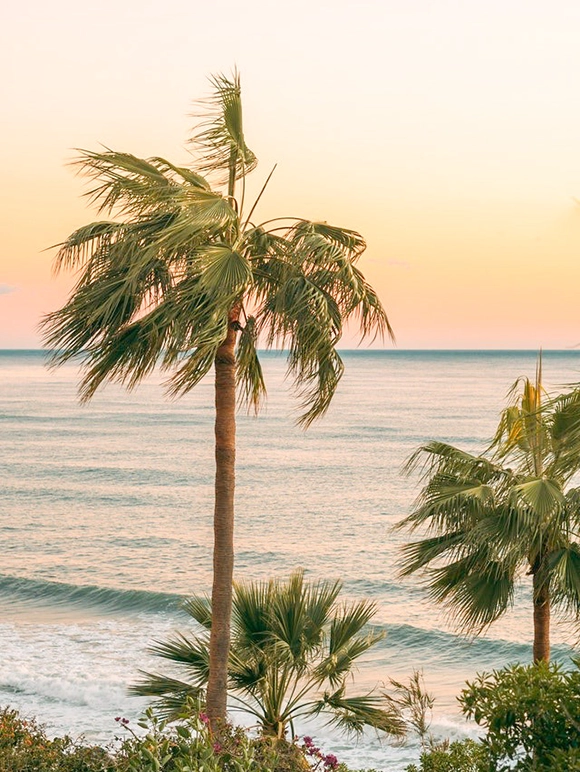 Palm trees with ocean in the background
